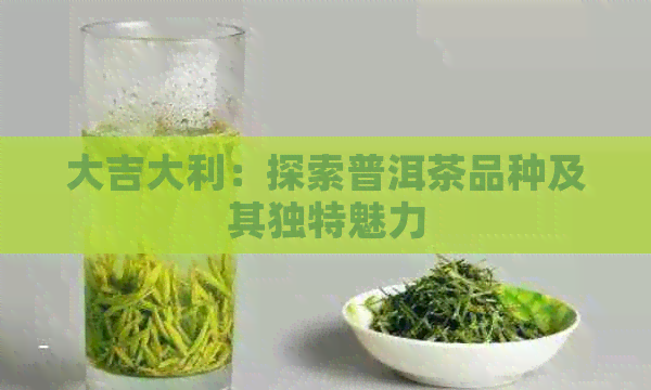 大吉大利：探索普洱茶品种及其独特魅力