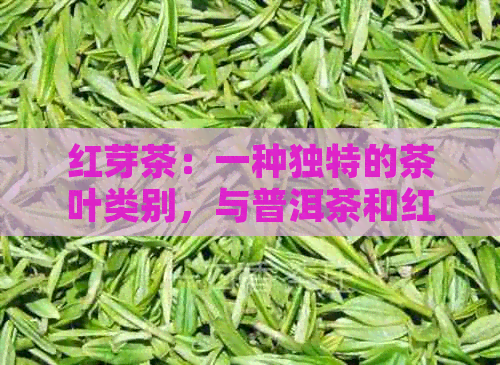 红芽茶：一种独特的茶叶类别，与普洱茶和红茶有何不同？