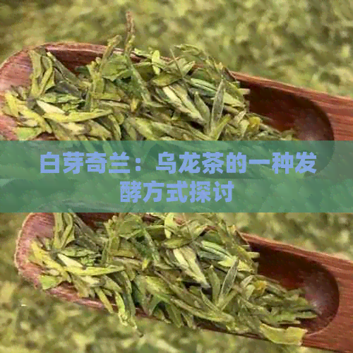 白芽奇兰：乌龙茶的一种发酵方式探讨