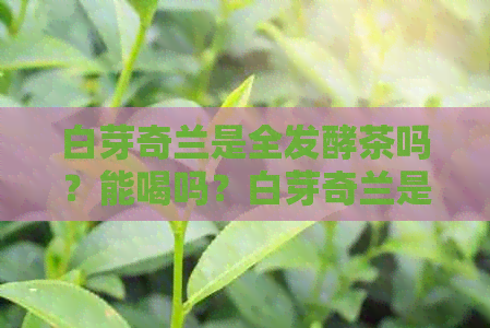 白芽奇兰是全发酵茶吗？能喝吗？白芽奇兰是发酵茶吗？还是白茶？