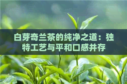 白芽奇兰茶的纯净之道：独特工艺与平和口感并存