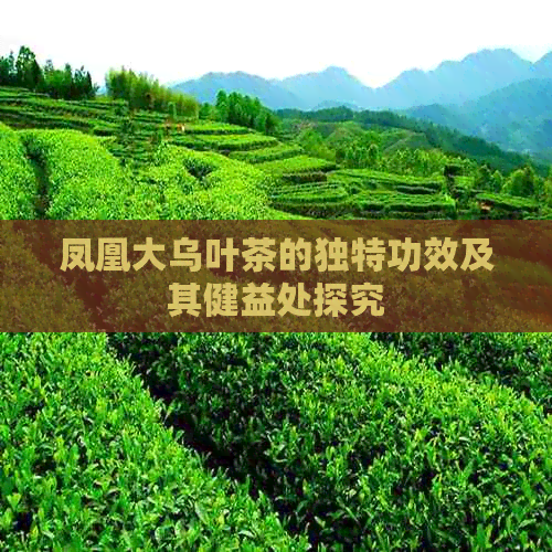 凤凰大乌叶茶的独特功效及其健益处探究