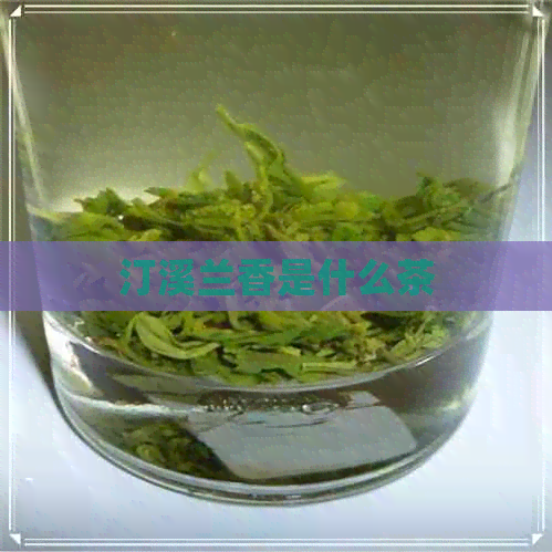 汀溪兰香是什么茶