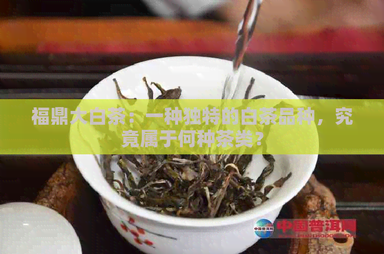 福鼎大白茶：一种独特的白茶品种，究竟属于何种茶类？