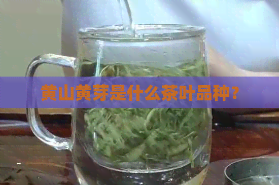 黄山黄芽是什么茶叶品种？