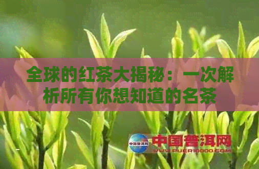 全球的红茶大揭秘：一次解析所有你想知道的名茶