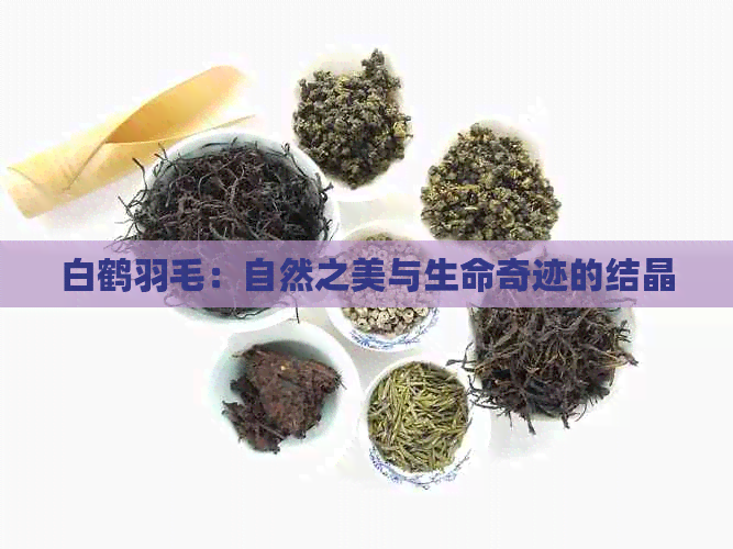 白鹤羽毛：自然之美与生命奇迹的结晶