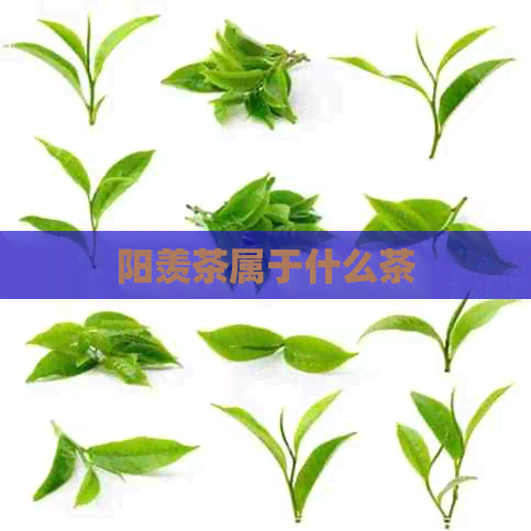 阳羡茶属于什么茶