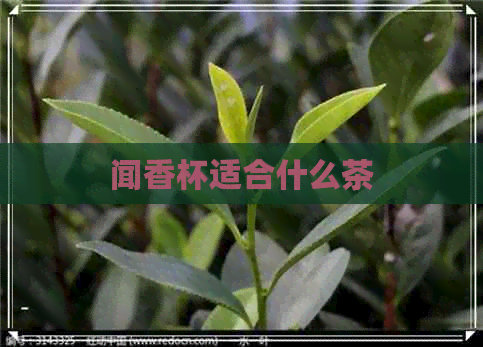 闻香杯适合什么茶