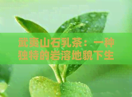 武夷山石乳茶：一种独特的岩溶地貌下生长的茶叶，究竟有何特点？