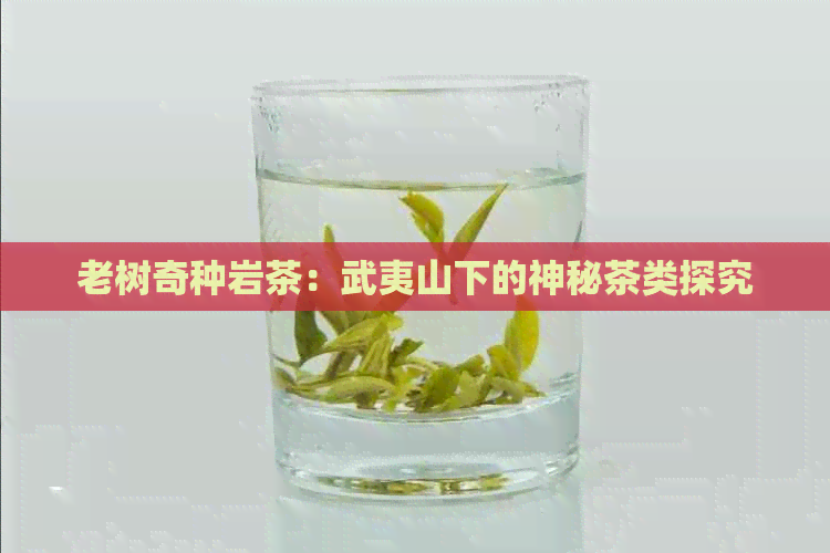 老树奇种岩茶：武夷山下的神秘茶类探究