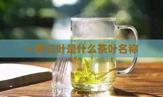 一芽三叶是什么茶叶名称