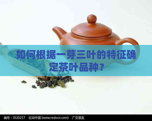 如何根据一芽三叶的特征确定茶叶品种？