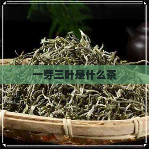 一芽三叶是什么茶