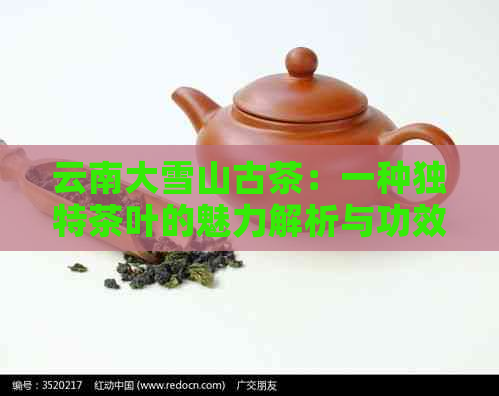 云南大雪山古茶：一种独特茶叶的魅力解析与功效探索