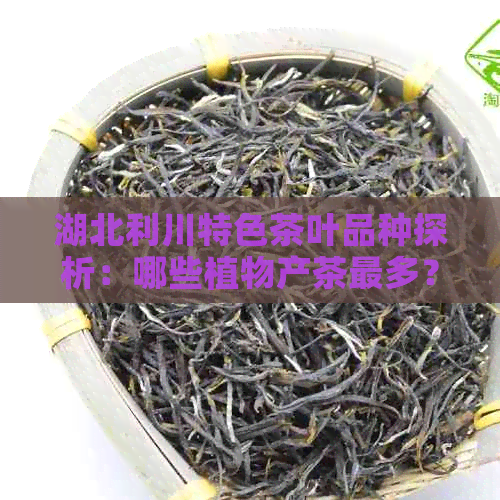 湖北利川特色茶叶品种探析：哪些植物产茶最多？