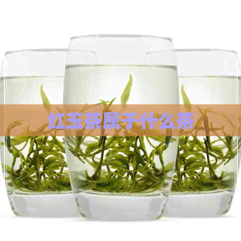 红玉茶属于什么茶