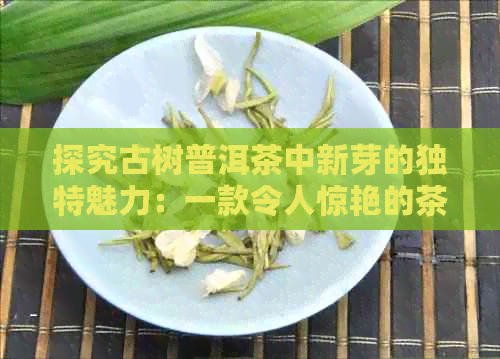 探究古树普洱茶中新芽的独特魅力：一款令人惊艳的茶叶品种