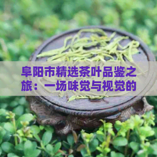 阜阳市精选茶叶品鉴之旅：一场味觉与视觉的宴