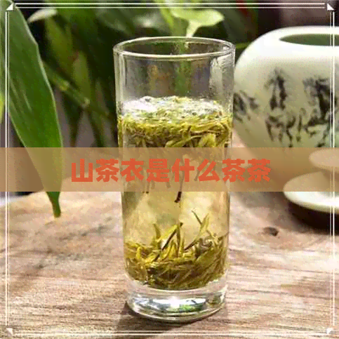 山茶衣是什么茶茶