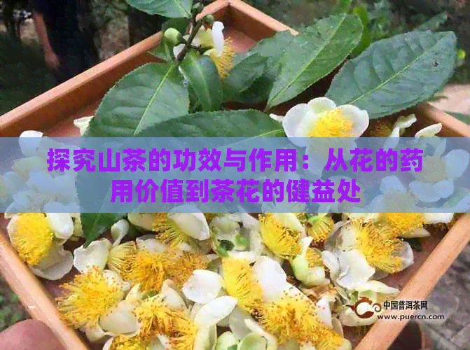 探究山茶的功效与作用：从花的药用价值到茶花的健益处