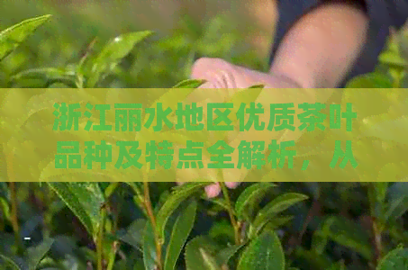 浙江丽水地区优质茶叶品种及特点全解析，从产地到品质一网打尽！