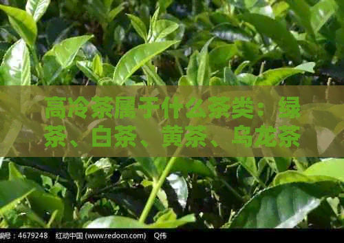 高冷茶属于什么茶类：绿茶、白茶、黄茶、乌龙茶、红茶等