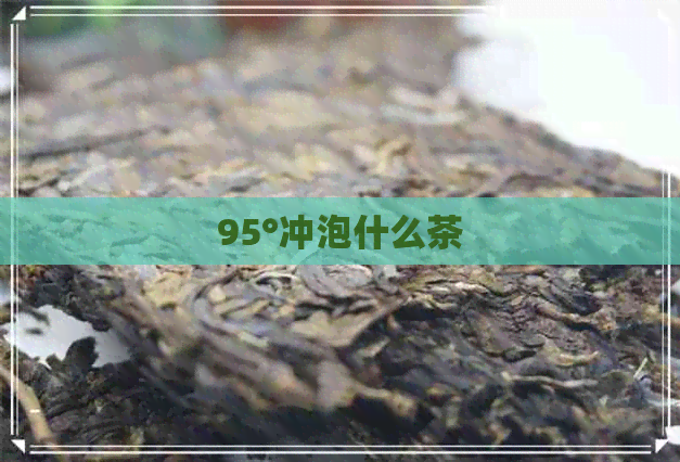 95°冲泡什么茶