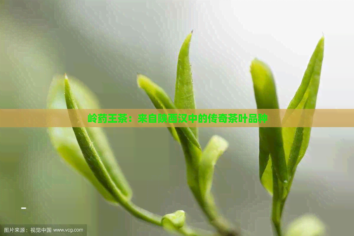 岭药王茶：来自陕西汉中的传奇茶叶品种