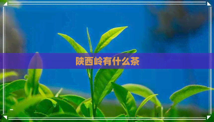 陕西岭有什么茶