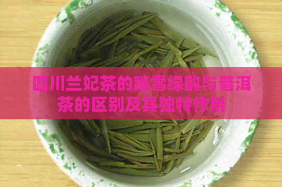 四川兰妃茶的踏雪绿韵与普洱茶的区别及其独特作用