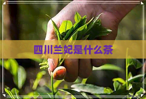 四川兰妃是什么茶