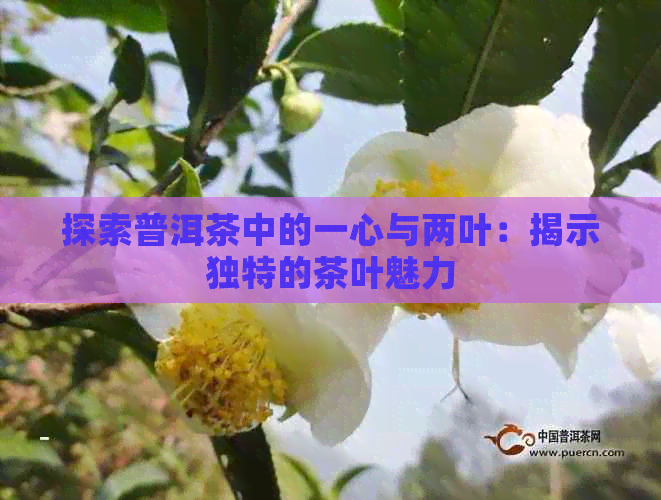 探索普洱茶中的一心与两叶：揭示独特的茶叶魅力