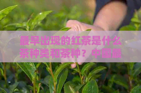 最早出现的红茶是什么茶种类和茶种？中国最早的红茶起源于哪里？