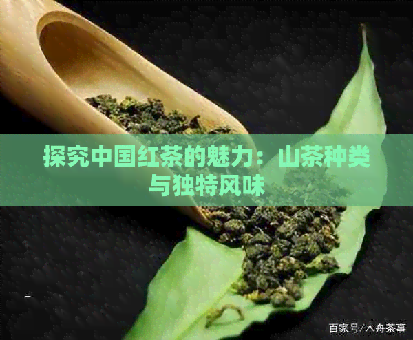 探究中国红茶的魅力：山茶种类与独特风味