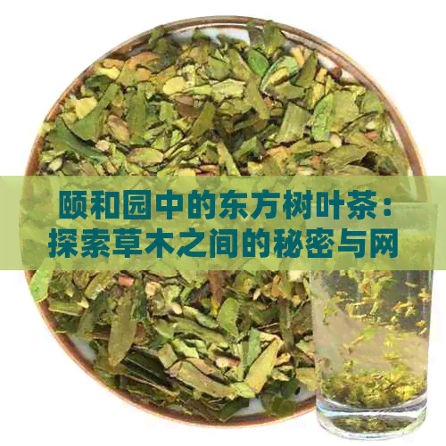 颐和园中的东方树叶茶：探索草木之间的秘密与网易的深度解读