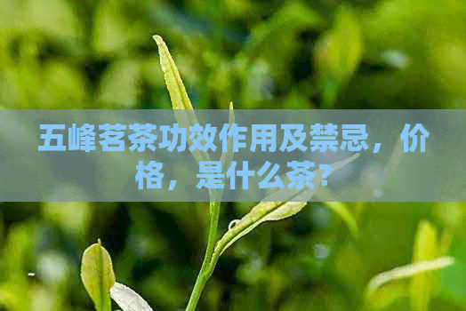 五峰茗茶功效作用及禁忌，价格，是什么茶？