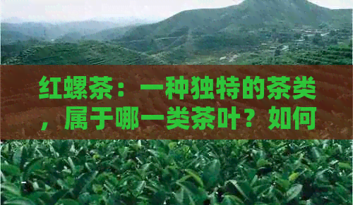 红螺茶：一种独特的茶类，属于哪一类茶叶？如何区分和品鉴？