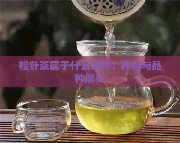 松针茶属于什么茶种？种植与品种解析