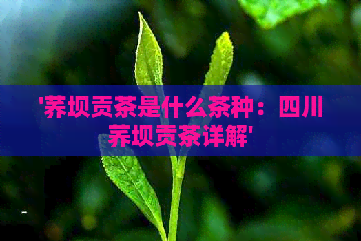 '荞坝贡茶是什么茶种：四川荞坝贡茶详解'