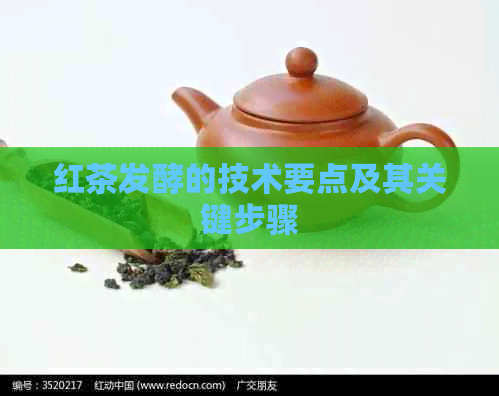 红茶发酵的技术要点及其关键步骤