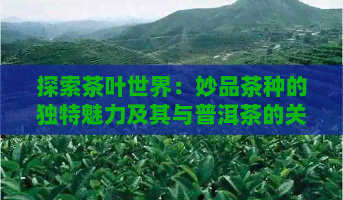 探索茶叶世界：妙品茶种的独特魅力及其与普洱茶的关系