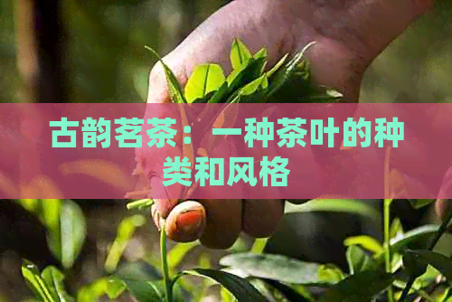 古韵茗茶：一种茶叶的种类和风格