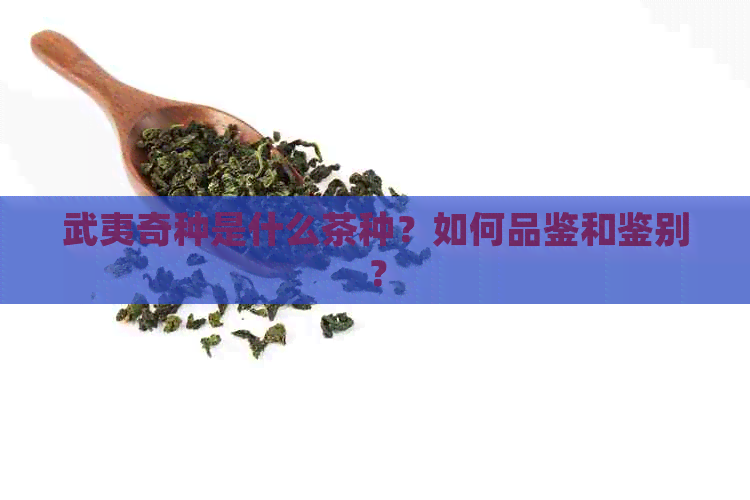 武夷奇种是什么茶种？如何品鉴和鉴别？