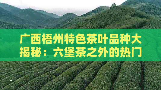 广西梧州特色茶叶品种大揭秘：六堡茶之外的热门选择