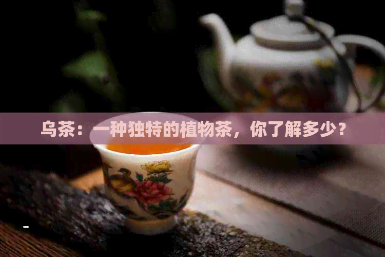 乌茶：一种独特的植物茶，你了解多少？