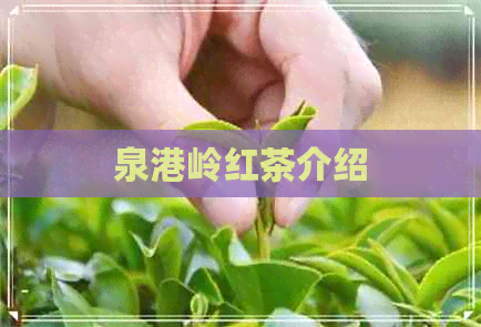 泉港岭红茶介绍