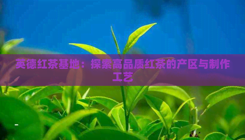 英德红茶基地：探索高品质红茶的产区与制作工艺