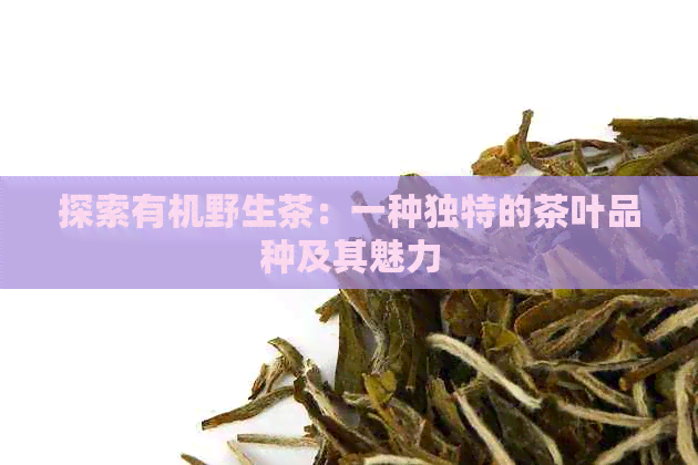 探索有机野生茶：一种独特的茶叶品种及其魅力