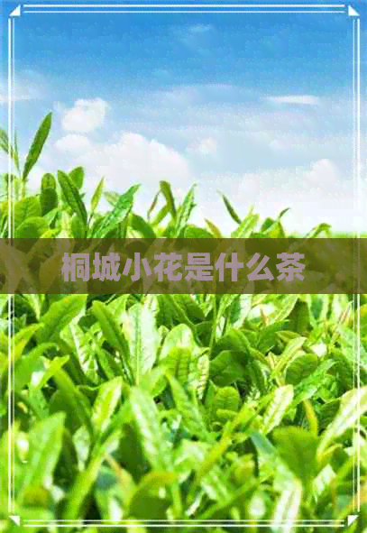 桐城小花是什么茶